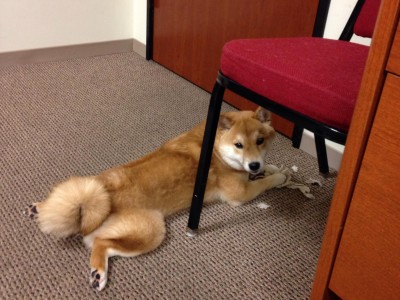 开云体育在线-公牛激战广厦，哈利伯顿制胜表现引领胜利