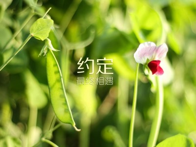 开云官网-鹰击长空决生死，哈利伯顿一球定江山