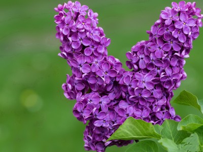 开云官网-崩塌的堡垒与不熄的火山，当曼联提前落幕，奥斯梅恩诠释何谓稳定输出