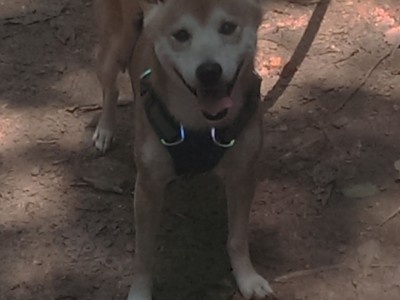 开云体育在线-奇迹屠宰场，猛龙铁网下独行侠的陨落