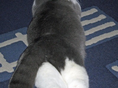 开云体育入口-姆巴佩的致命弧线，一场虚拟对决如何折射地缘政治足球的荒诞现实