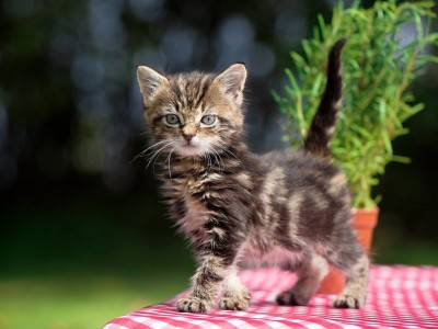 开云体育app-硝烟中的舞者，格列兹曼于世界排名争夺夜的永恒杀伤力