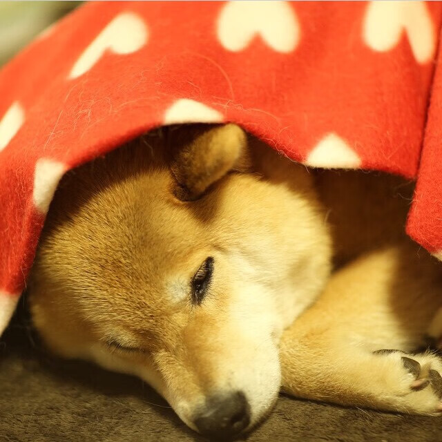 字母哥狂飙50分!吉林队跨洲逆袭,全面压制凯尔特人夺冠