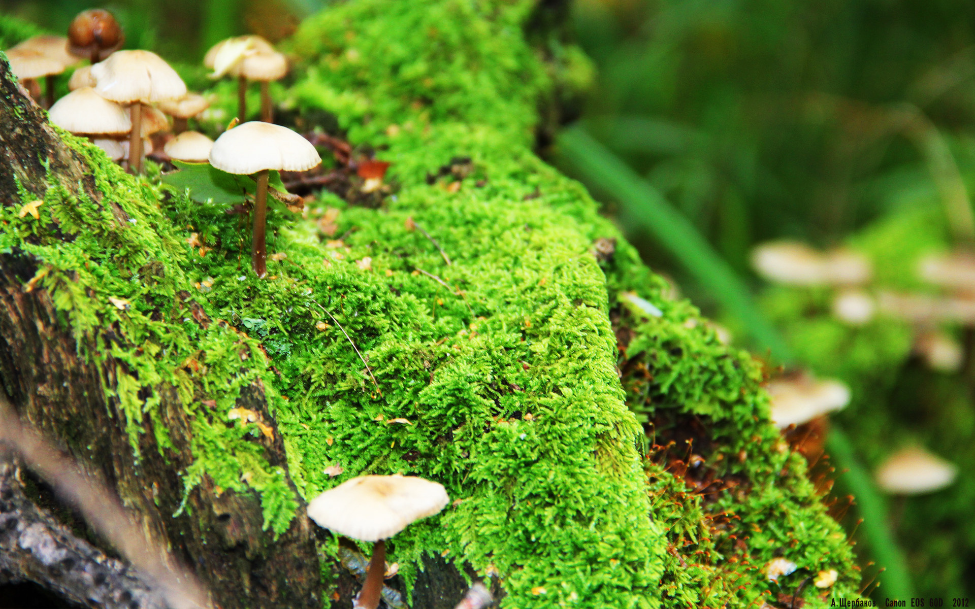 火箭加时逆转灰熊,保罗关键发挥定乾坤