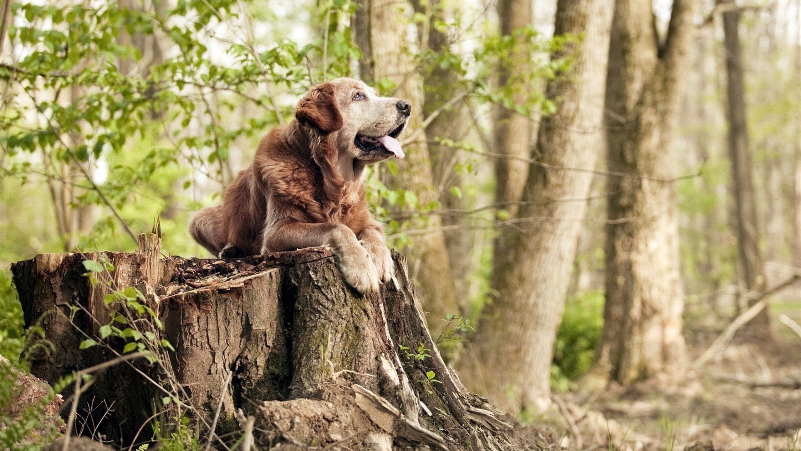 安哥拉单节总决赛级攻防震撼篮坛,这或许预示了篮球未来的模样
