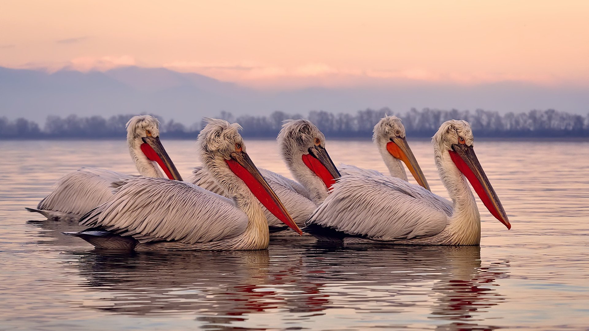 加时鏖战,迪亚斯一锤定音!塞内加尔力克乌克兰夺关键胜利