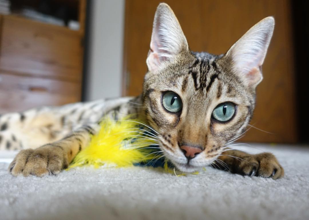 猛龙硬仗力克步行者,克莱嗜血利刃,全程高能谱写逆转狂歌