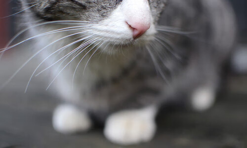 赖斯一锤定音！美国防线在他面前形同虚设，巨星的另一种诠释