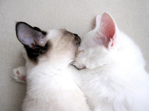 双星共耀，当多特蒙德的星河遇见本泽马的孤月