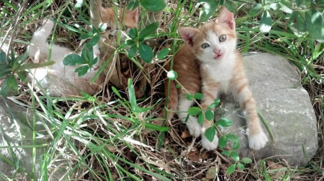 指挥官的救赎，克里斯·保罗如何编织西决生死战的胜利蓝图