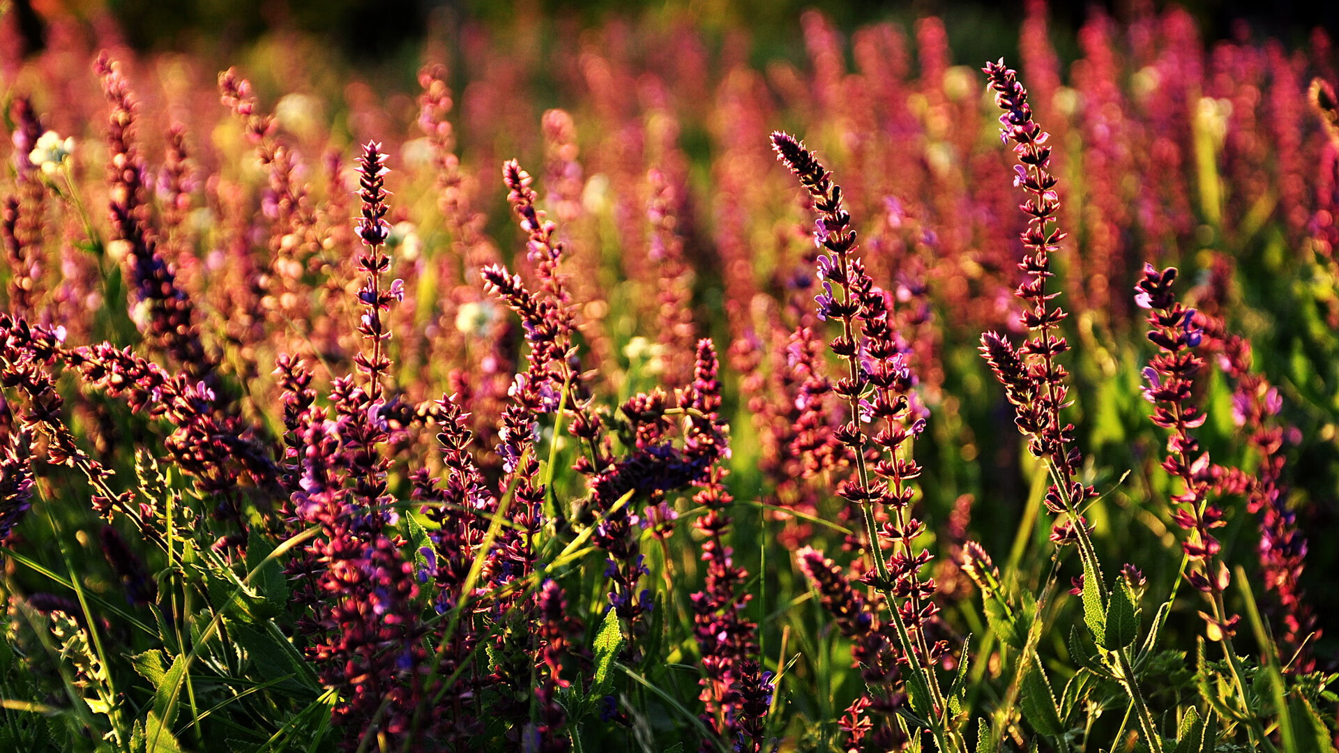 跨界争冠传奇，湖人胜新疆，恩比德英超赛场展雄风