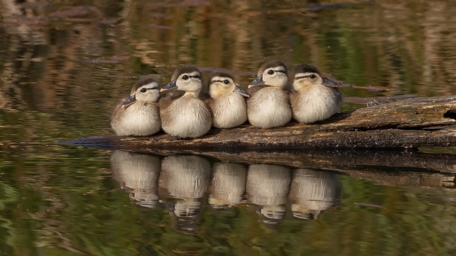 小贾伦关键爆发助爵士压制开拓者