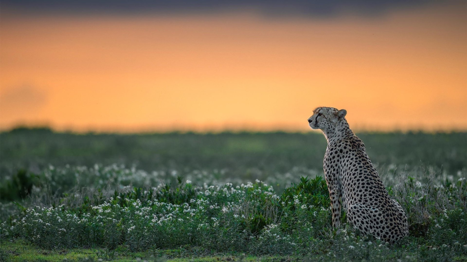 篮球双星闪耀,西亚卡姆爆发引领狂潮,深圳队稳扎稳打力克奇才