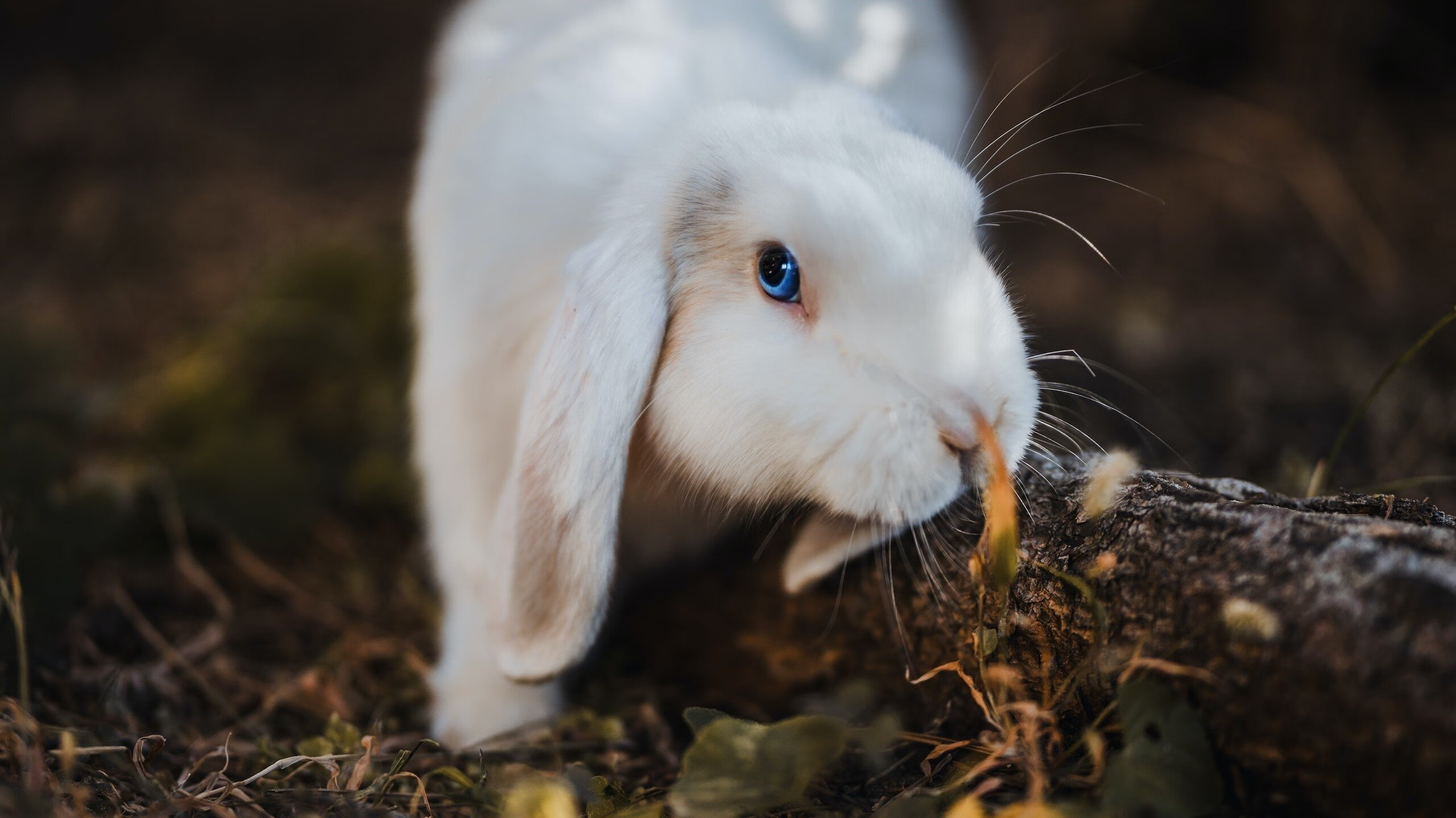 东决级别的对决,拉齐奥关键战击溃克罗地亚军团