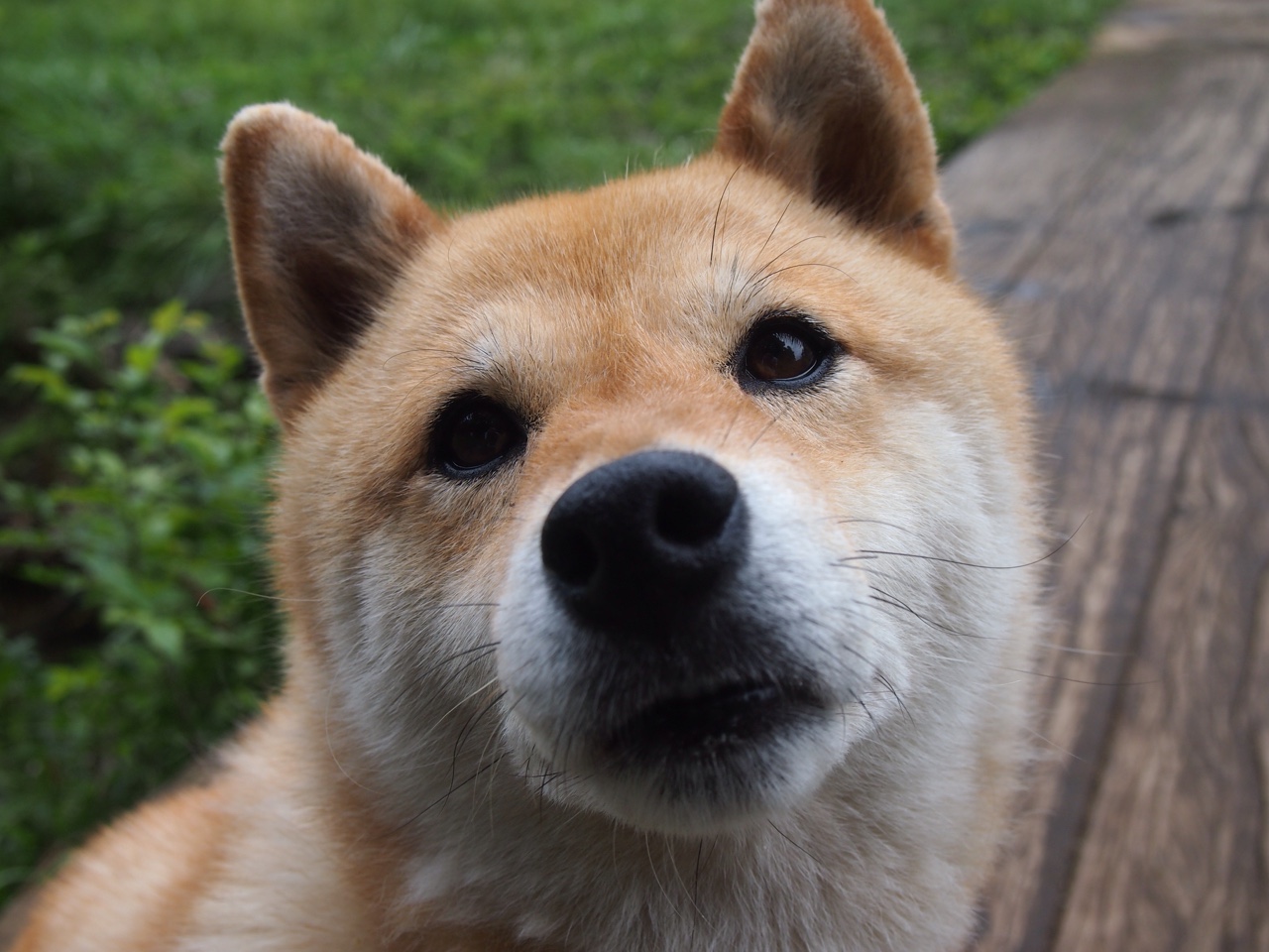佛罗伦萨的利刃出鞘！莱奥关键战不手软，欧联杯豪门大戏今夜掀幕