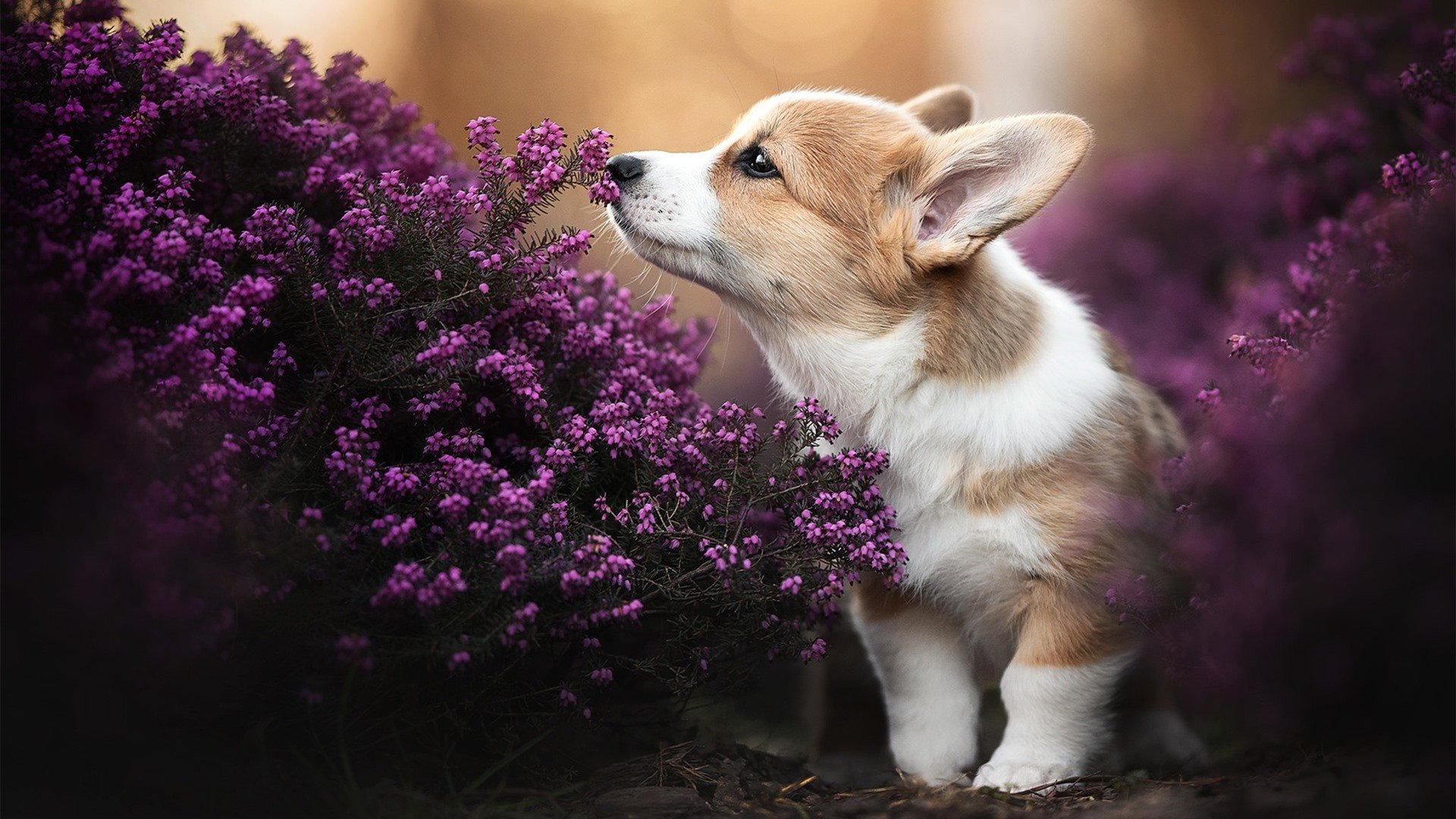 洪都拉斯狂胜乌克兰，格列兹曼化身冷夜关键先生，战术奇袭颠覆欧洲铁骑