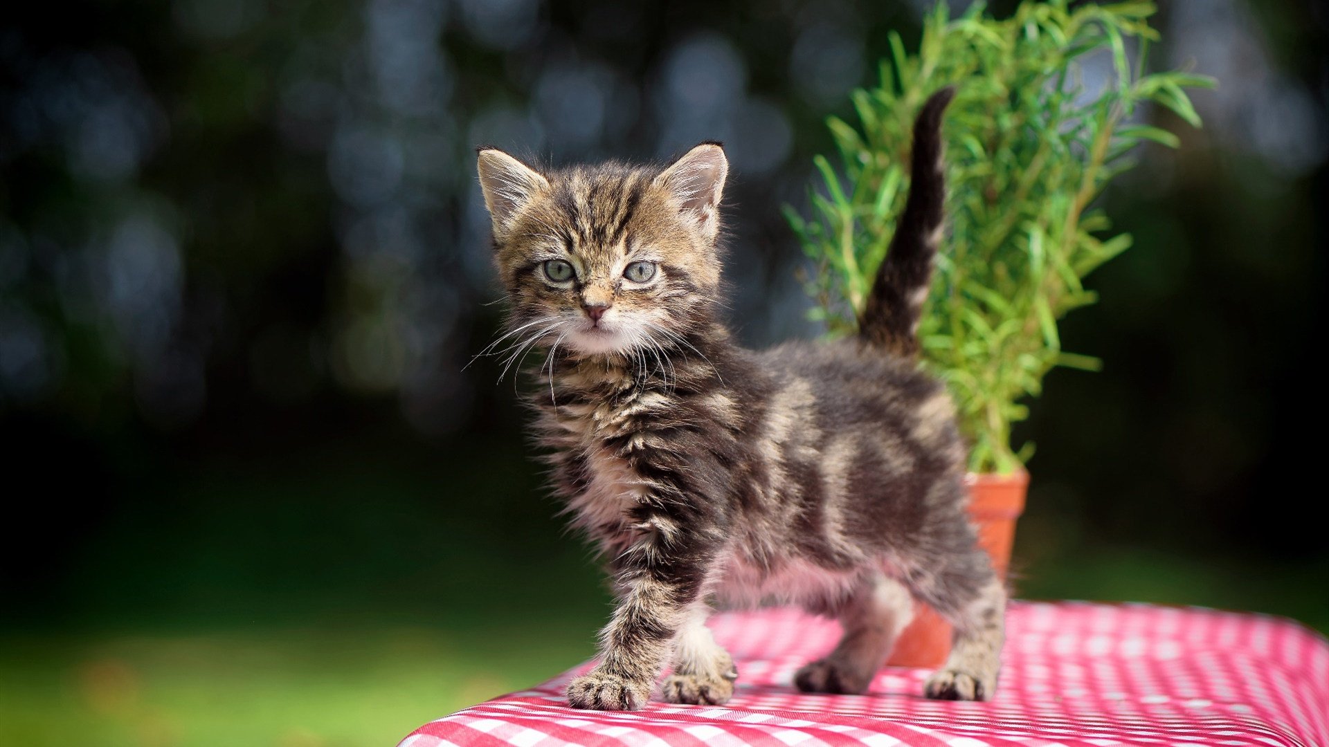 硝烟中的舞者,格列兹曼于世界排名争夺夜的永恒杀伤力