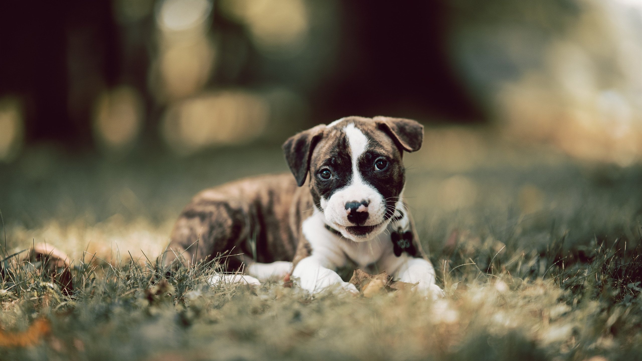 当绊倒者成为英雄，特奥的三次触球如何让国米防线沦陷