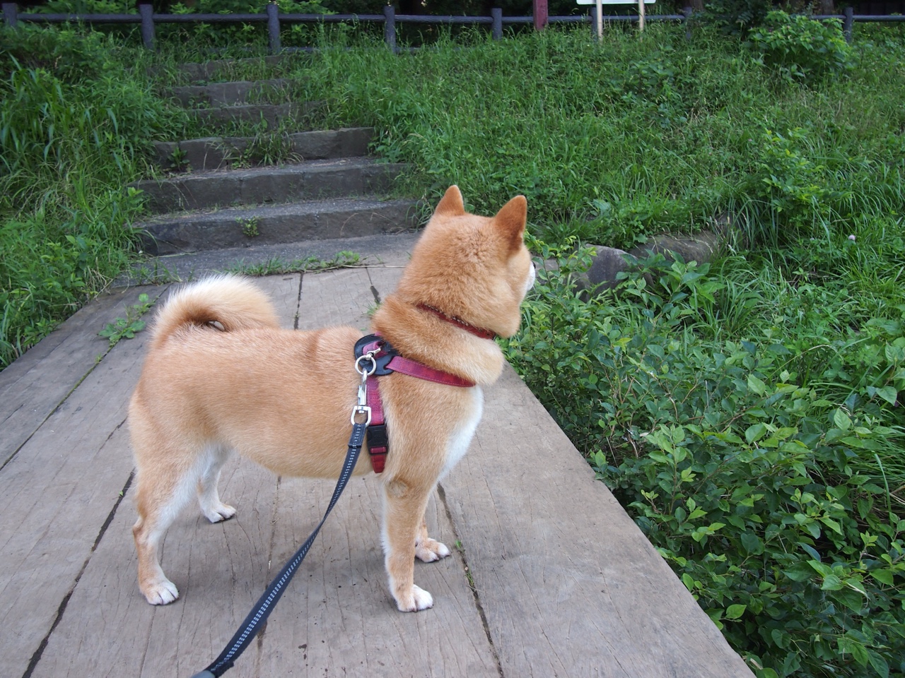 欧冠战记,厄瓜多尔奇兵奥纳纳,安菲尔德之夜个人能力完全绽放