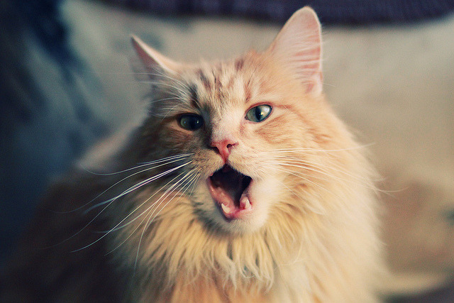 剑锋所指，欧冠半决赛夜的大场面先生德布劳内