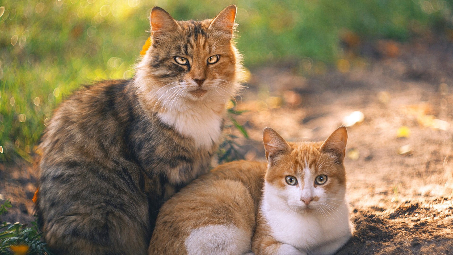 牙买加强势压制玻利维亚,穆勒关键先生铸就胜利传奇